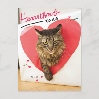 Heartthrob Cat Postcard