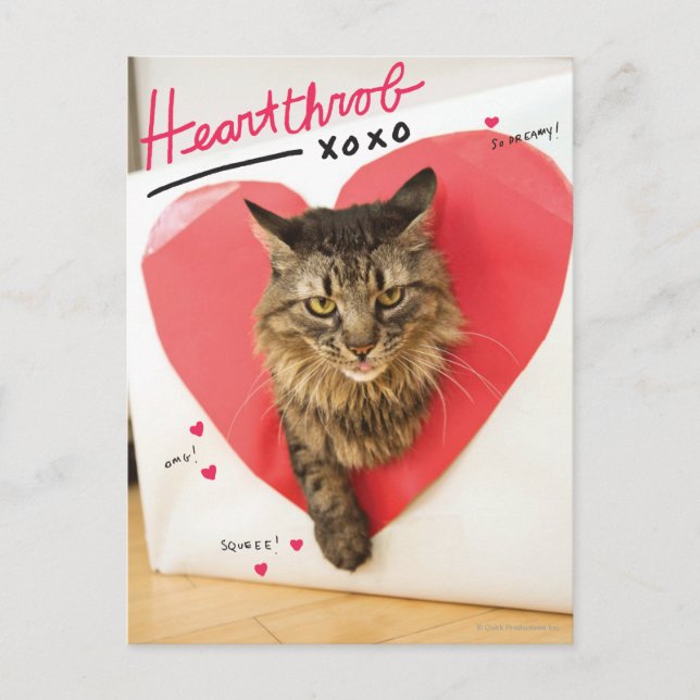 Heartthrob Cat Postcard (Front)