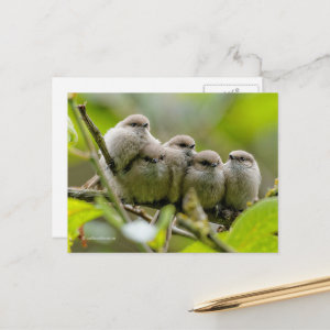 Heartwarming Cute Bushtits Songbirds Family Photo Postcard