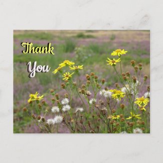 Heath and White Yellow Flowers THANK YOU Postcard