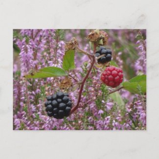 Heath & Blackberries DIY Postcard