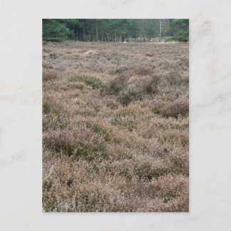 Heath Postcard