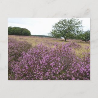 Heather Landscape DIY Postcard