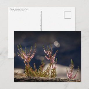 Heather Nature Photo Postcard
