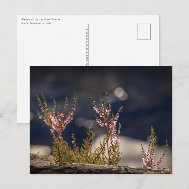 Heather Nature Photo Postcard (Front/Back)