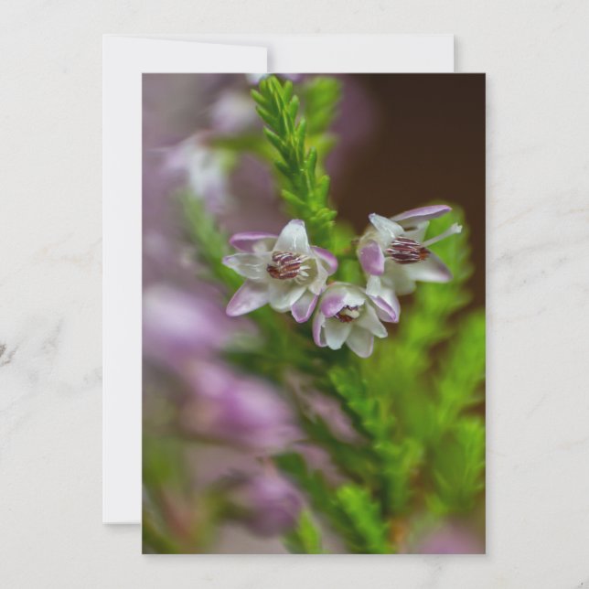 Heather Spring flower evergreen bloom purple  Invitation (Front)