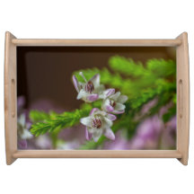 Heather Spring flower evergreen bloom purple white