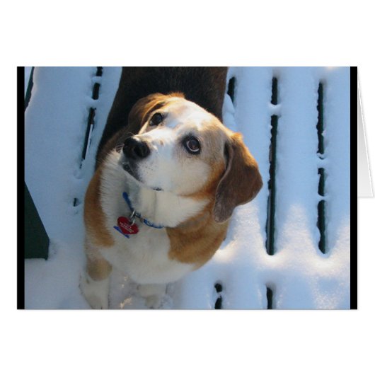 Heaven Hound (Front Horizontal)