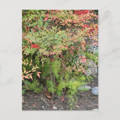 Heavenly Bamboo and Asparagus Fern Postcard