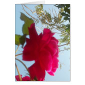 Heavenly Bloom: A Rose Against the Sky (Front)