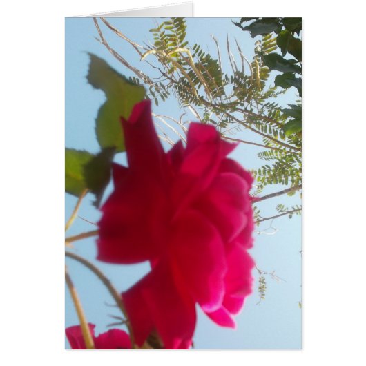 Heavenly Bloom: A Rose Against the Sky Cards (Front)