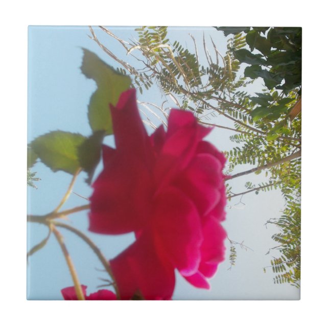 Heavenly Bloom: A Rose Against the Sky Ceramic Tile (Front)