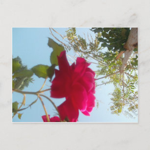 Heavenly Bloom: A Rose Against the Sky Postcard