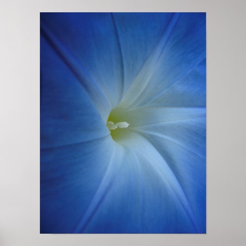 Heavenly Blue Morning Glory Flower Photo Poster