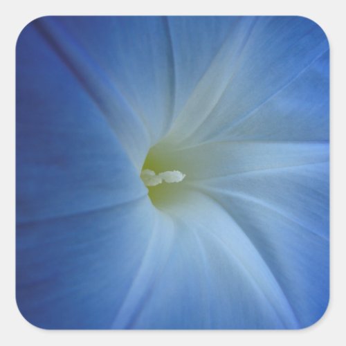Heavenly Blue Morning Glory Flower Photo Square Sticker