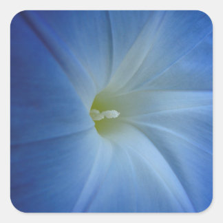 Heavenly Blue Morning Glory Flower Photo Square Sticker