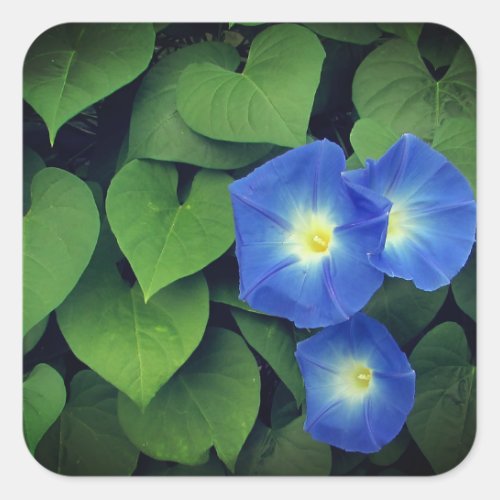 Heavenly Blue Morning Glory Flowers  Square Sticker