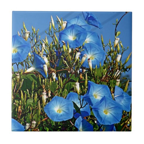 Heavenly Blue Morning Glory Flowers Tile