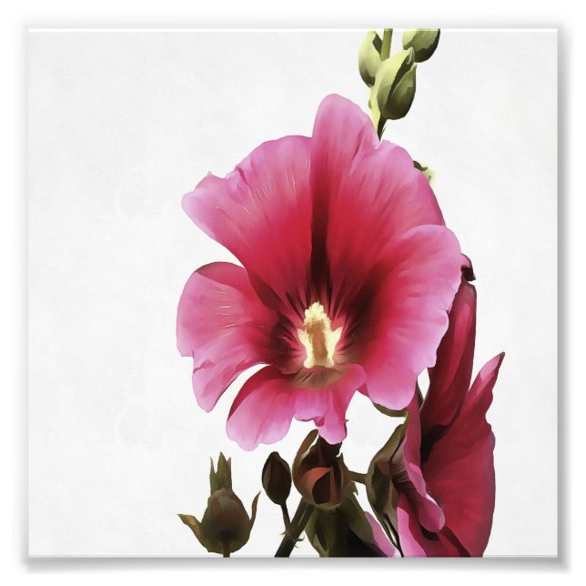 Heavenly Pink Hollyhock Malva Flower Floral  Photo Print (Front)