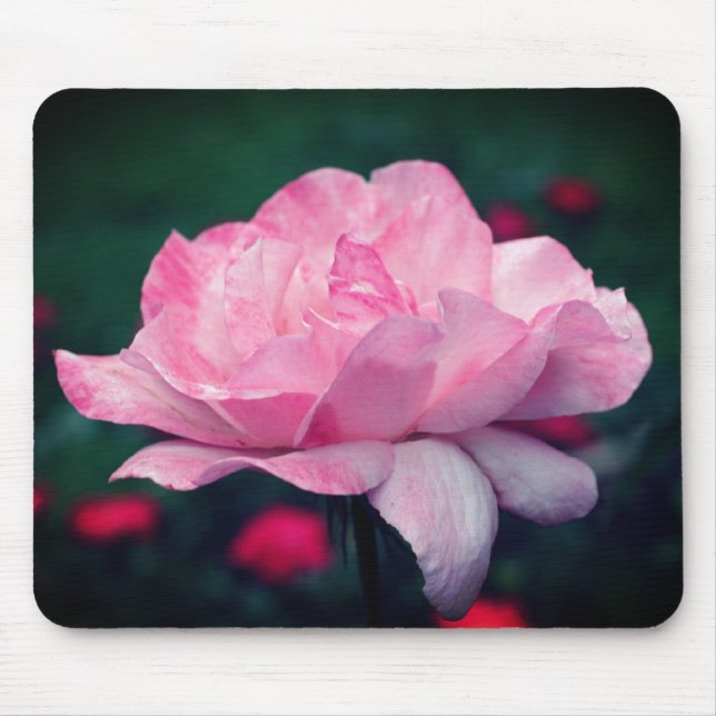 Heavenly Pink Rose Flower  Mouse Pad (Front)