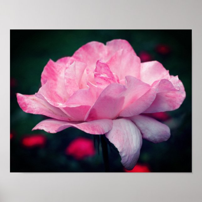 Heavenly Pink Rose Flower  Poster (Front)