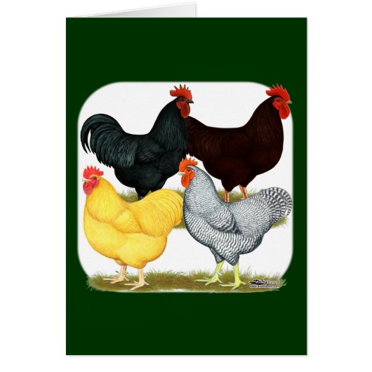 Heavy Rooster Chicken Quartet Cards (Front)