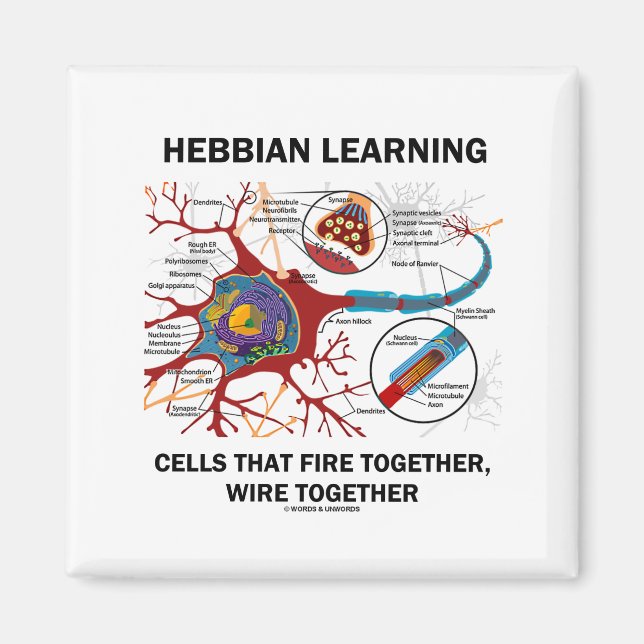 Hebbian Learning Cells Fire Together Wire Together Magnet (Front)