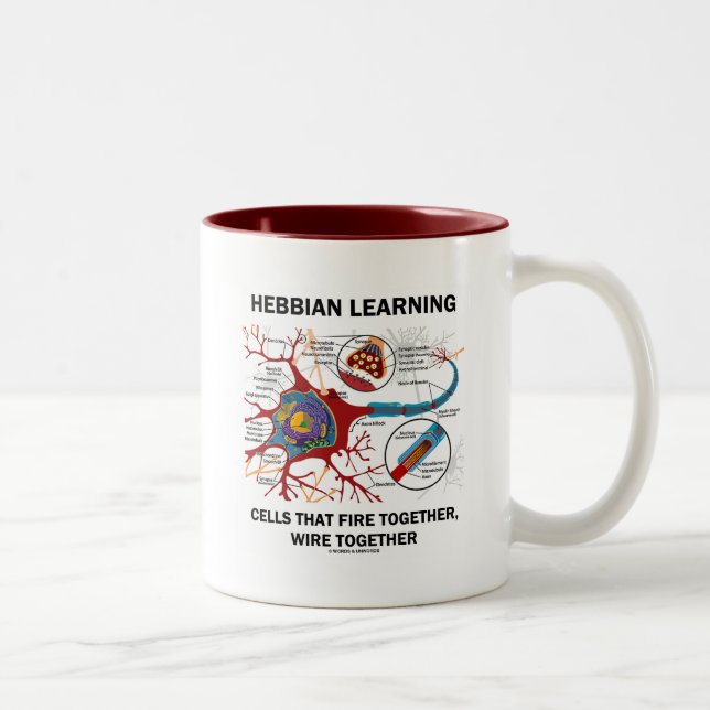 Hebbian Learning Cells Fire Together Wire Together Two-Tone Coffee Mug (Right)