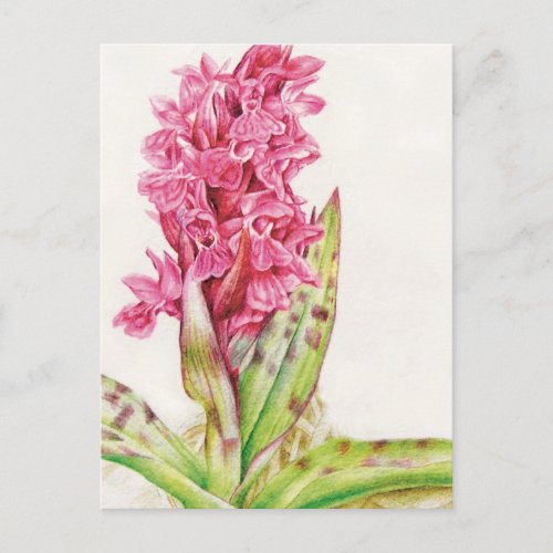 Hebrideaui orchid fine art watercolor postcard