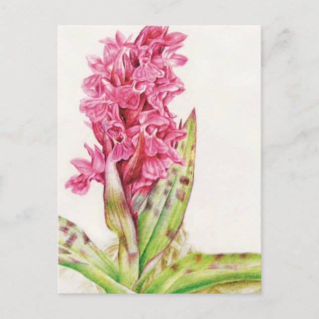 Hebrideaui orchid fine art watercolor postcard (Front)