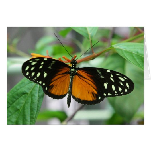 hecale longwing butterfly (Front Horizontal)