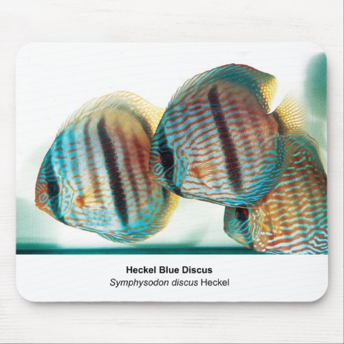 Heckel Blue Discusのマウスパッド Mouse Pad