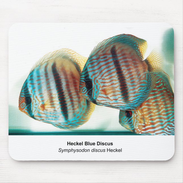 Heckel Blue Discusのマウスパッド Mouse Pad (Front)