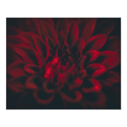 Hectates Jewel 2 Black Dahlia Fine Art Print