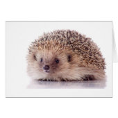 Hedgehog, (Front Horizontal)