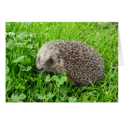 "Hedgehog (28)" Cards (Front Horizontal)