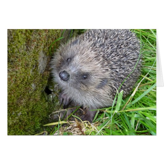 "Hedgehog (7)" Cards (Front Horizontal)