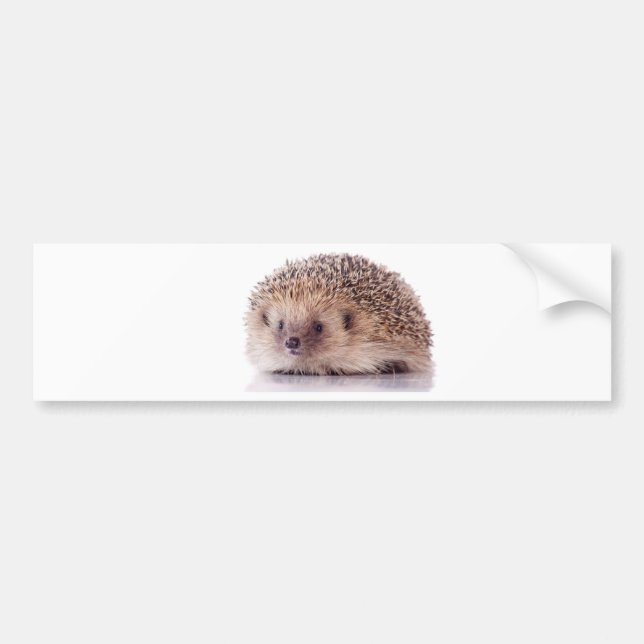 Hedgehog, Bumper Sticker (Front)