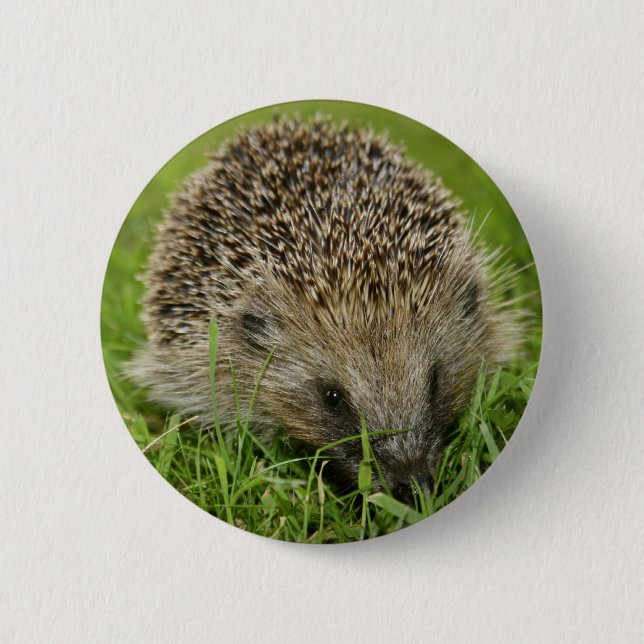 Hedgehog Button Badge (Front)