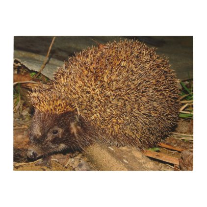 Hedgehog by Banstolac Wood Print