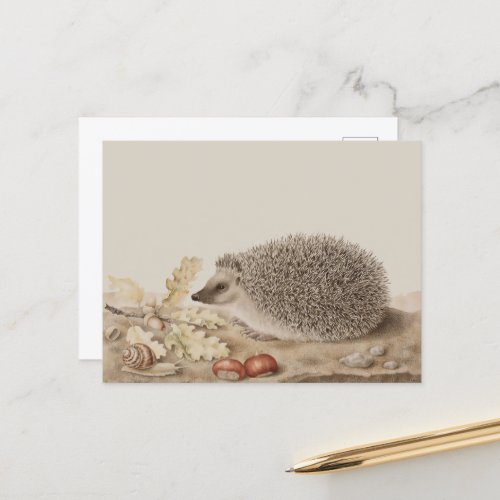 Hedgehog by Giovanna Garzoni Postcard