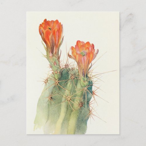 Hedgehog Cactus by Margaret Armstrong Postcard
