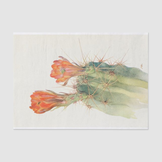 Hedgehog Cactus by Margaret Armstrong Tissue Paper (Front)