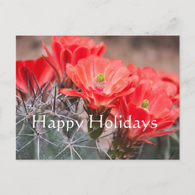 Hedgehog Cactus ,Happy Holidays Holiday Postcard (Front)