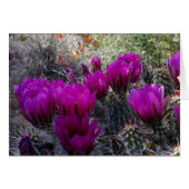 Hedgehog Cactus Magenta Flowers Arizona Southwest (Front Horizontal)