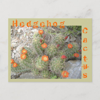 Hedgehog Cactus Postcard