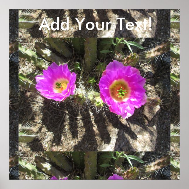 Hedgehog Cactus Poster (Front)