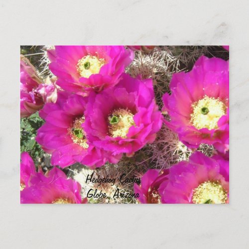 Hedgehog CactusGlobe Arizona Postcard