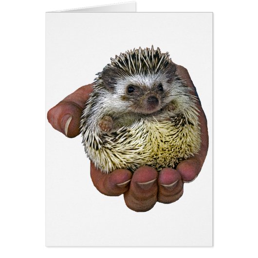 Hedgehog Cards (Front)
