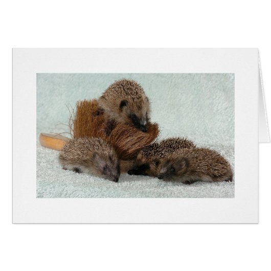 Hedgehog Cards (Front Horizontal)